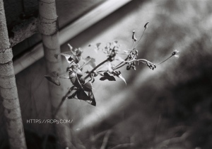 コダック Kodak トライ-X400 & CONTAX ARIA & CONTAX (コンタックス) Planar T*85mm F1.4 MM