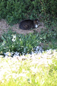 野良猫