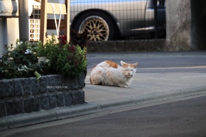 野良猫