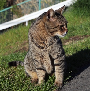 野良猫