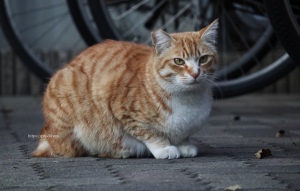 野良猫