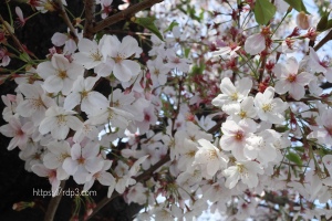 桜　2023年