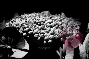 "The hydrangea of chaos with blue and pink."