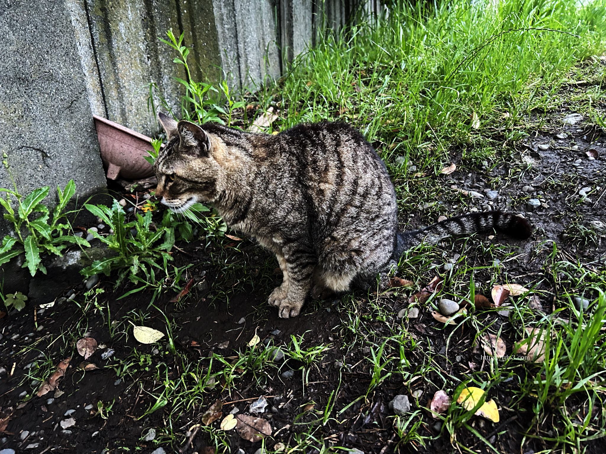 野良猫速報