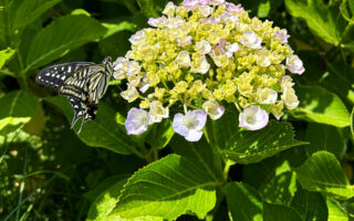 アジサイとアゲハチョウをiPhoneで撮影した写真です、中央部分をトリミングしてます