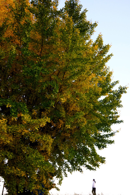 紅葉 FUJIFILM X100VI f/16 1/34