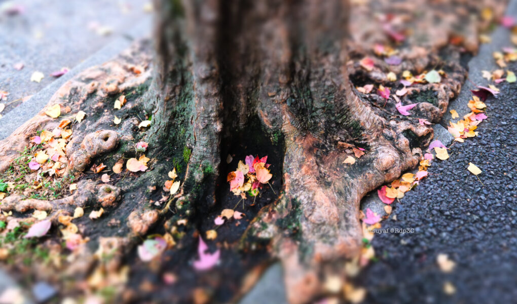 「紅葉」横浜 X100VI FUJIFILM