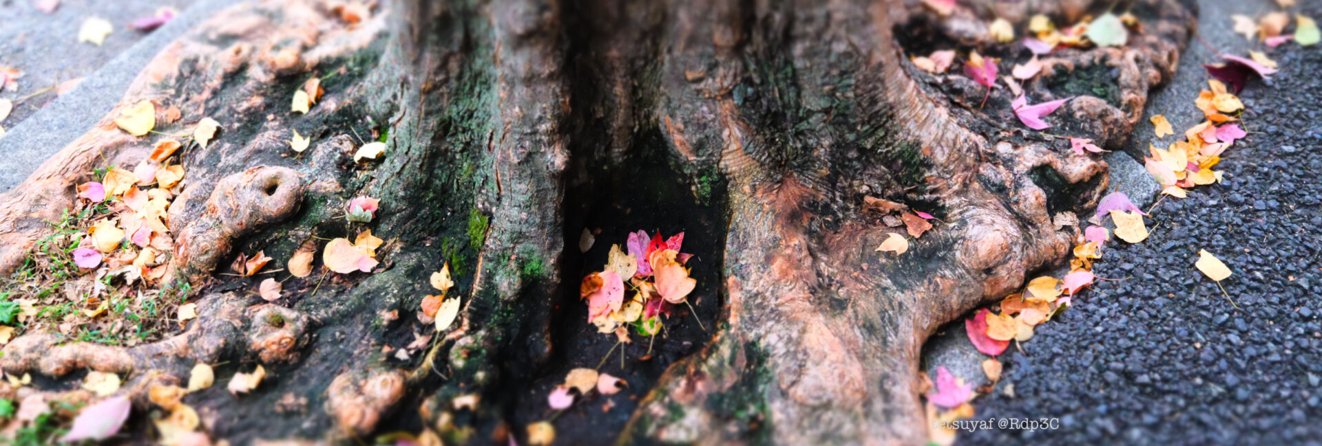 「紅葉」横浜 X100VI FUJIFILM