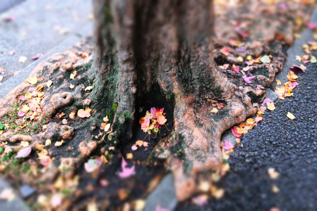 「紅葉」横浜 X100VI FUJIFILM