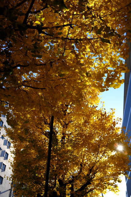 「紅葉」横浜 X100VI FUJIFILM