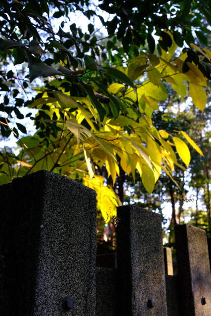 X100VI FUJIFILM　鶴岡八幡宮さん