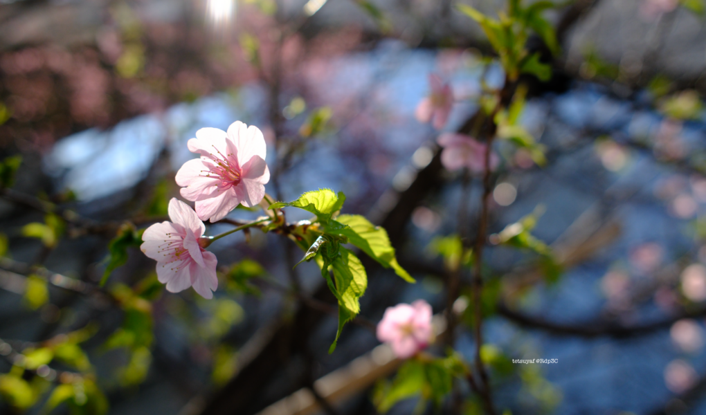 2025年3月1日みなとみらいの桜