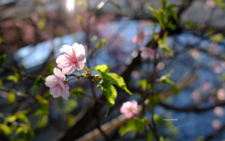 2025年3月1日みなとみらいの桜