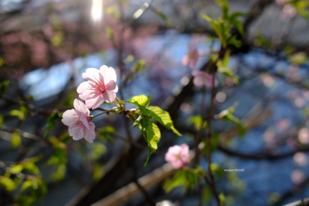 2025年3月1日みなとみらいの桜