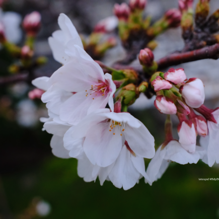 先んじて咲いた桜