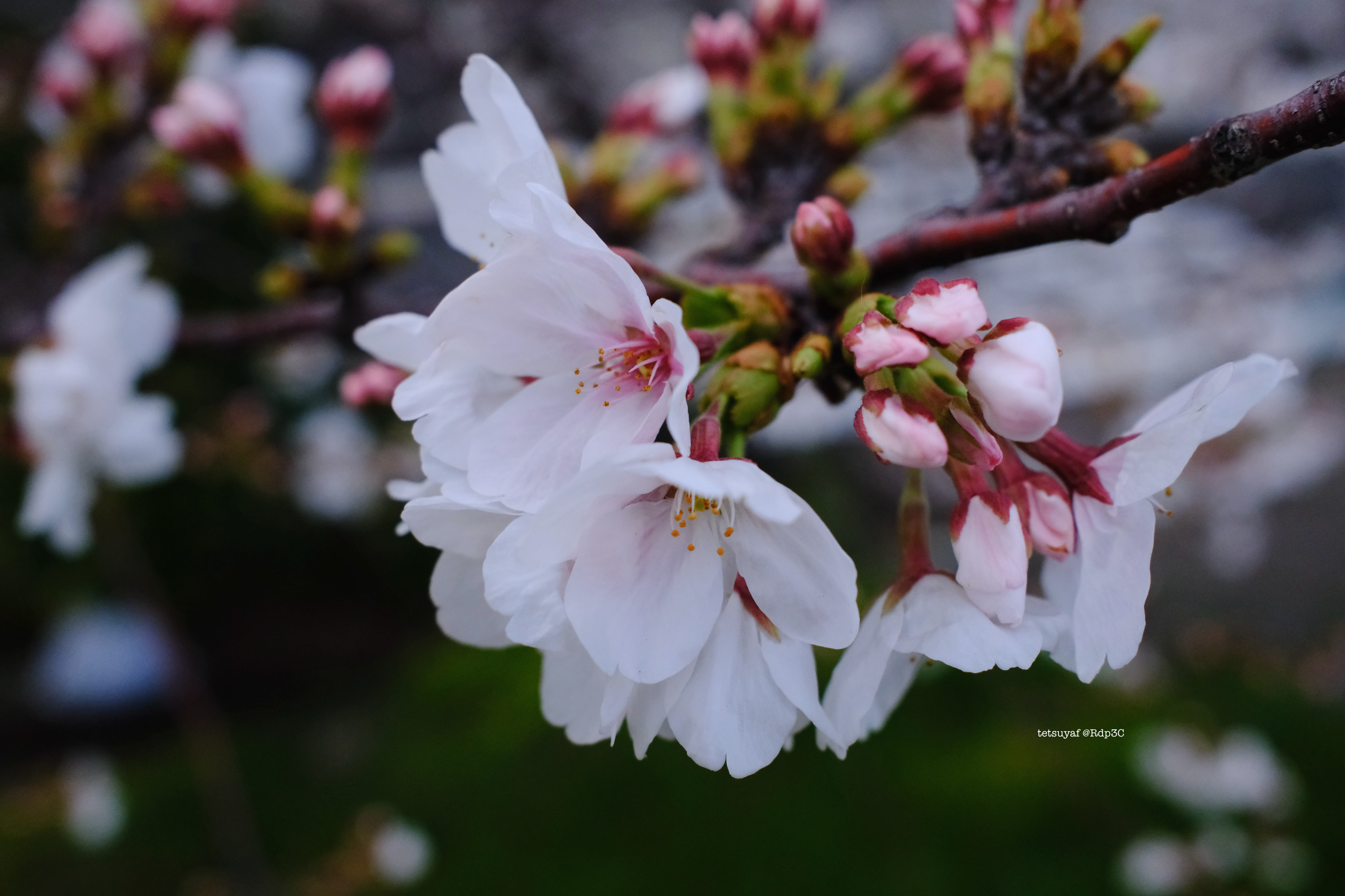 先んじて咲いた桜