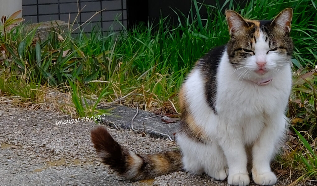 japanese cat