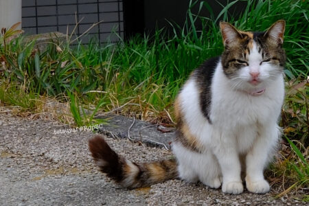 japanese cat