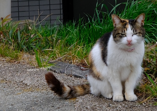 japanese cat