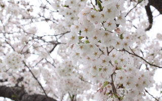 桜