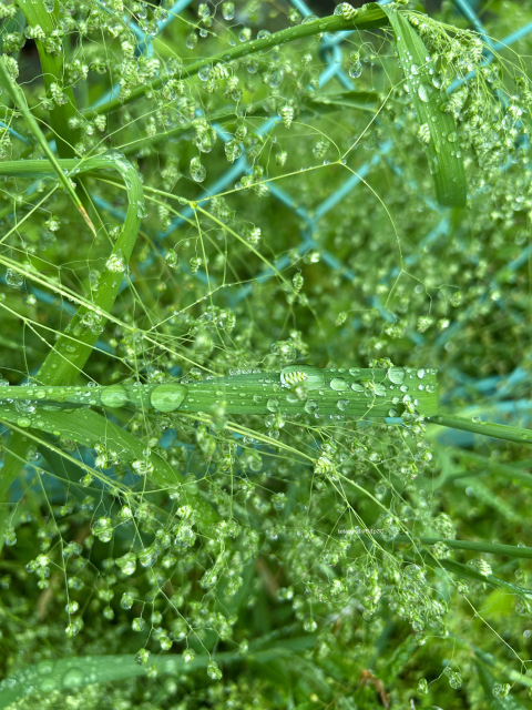 雨雫レンズ iPhoneメインカメラで撮影