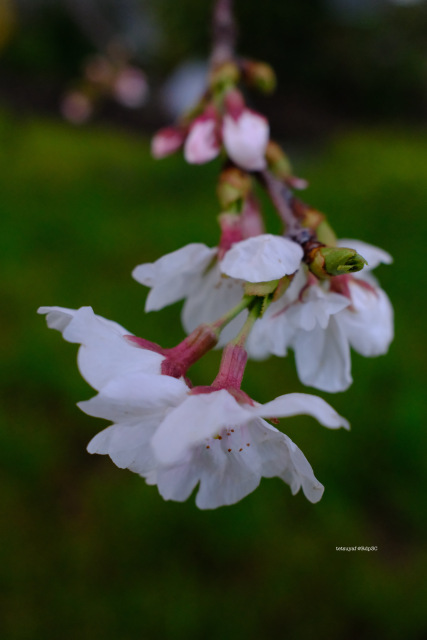 桜