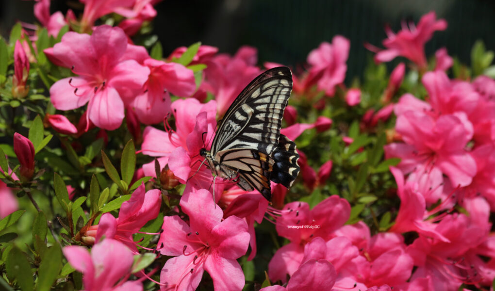 Swallowtail