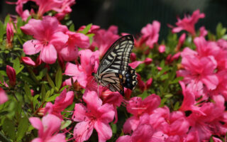 Swallowtail