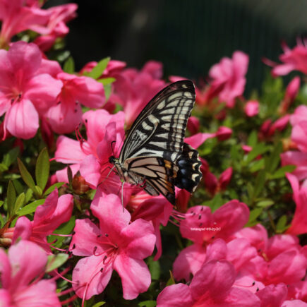 Swallowtail