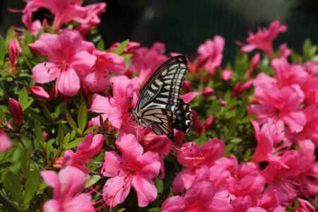 Swallowtail