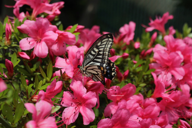 Swallowtail