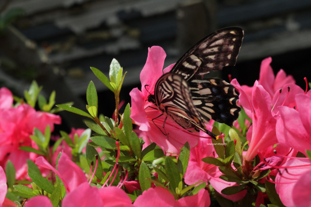 Swallowtail