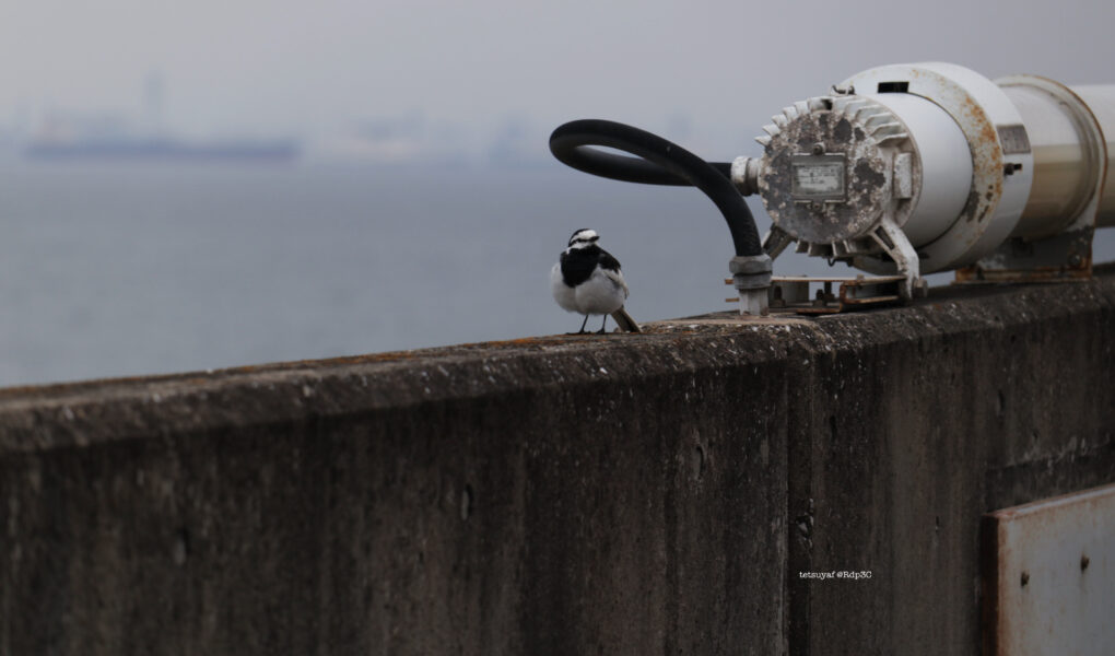 高速道路にいた野鳥