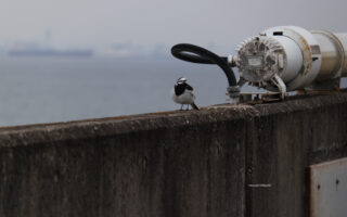 高速道路にいた野鳥