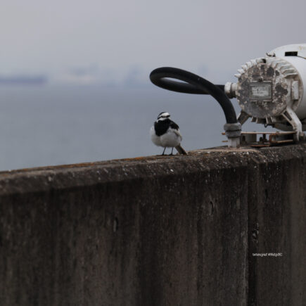 高速道路にいた野鳥