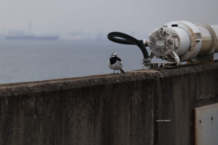 高速道路にいた野鳥
