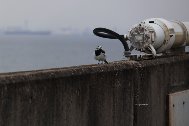 高速道路にいた野鳥