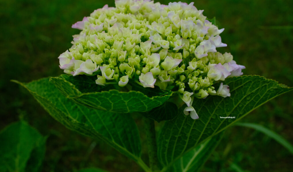 紫陽花