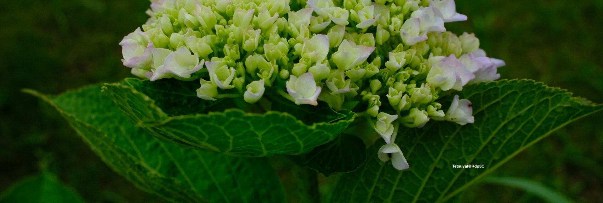 紫陽花
