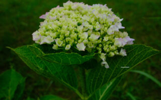 紫陽花