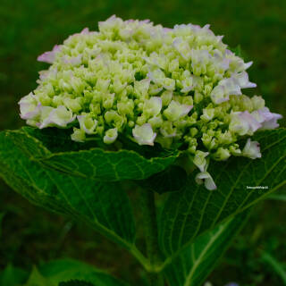 紫陽花