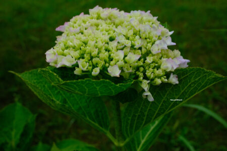 紫陽花