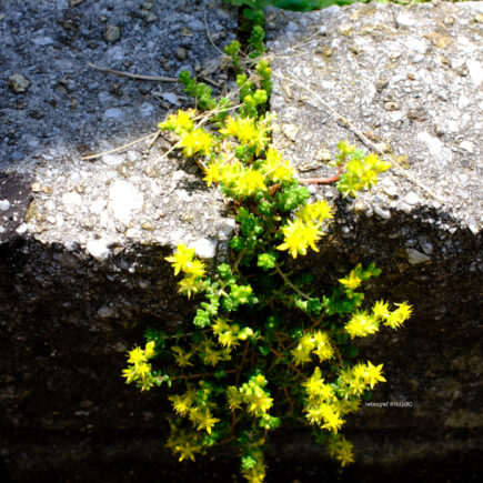 The Melting Arrival of Spring　溶解する春の訪れ