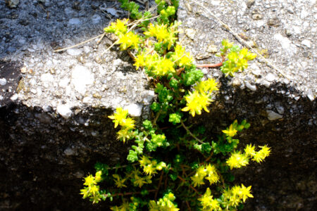 The Melting Arrival of Spring　溶解する春の訪れ