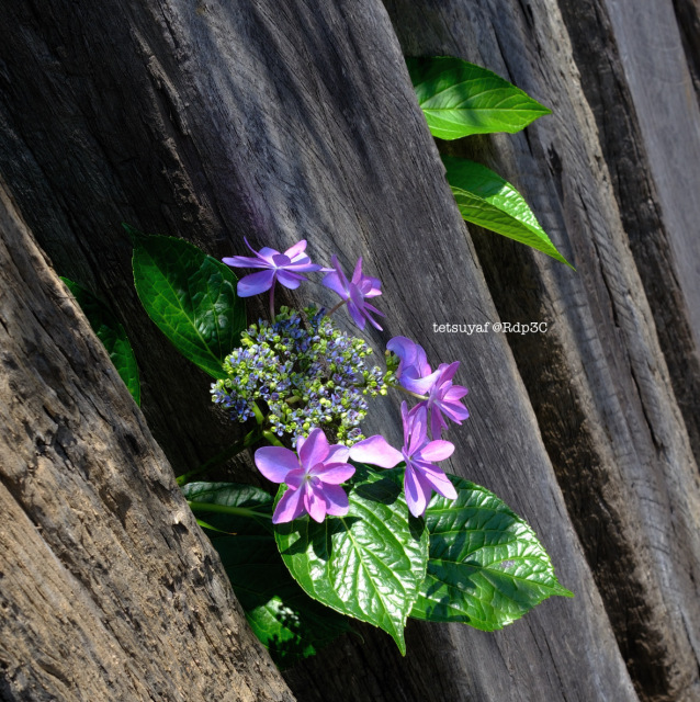 紫陽花の呼び止め