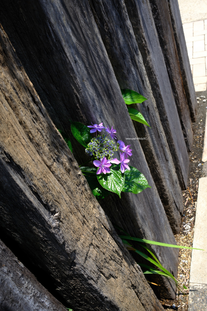紫陽花の呼び止め