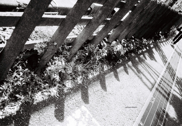 KENTMERE PAN 200 & CONTAX T3 で撮影した写真- ケントメア(白黒フィルム写真)