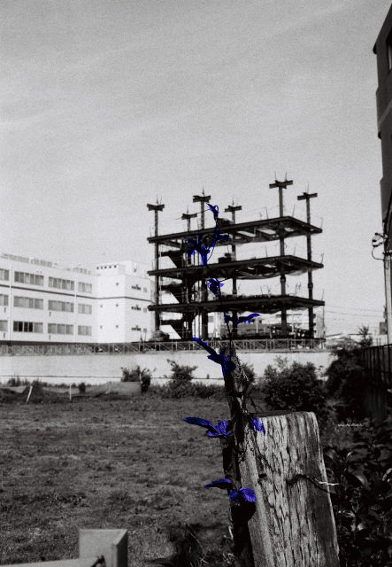 KENTMERE PAN 200 & CONTAX T3 で撮影した写真- ケントメア(白黒フィルム写真)