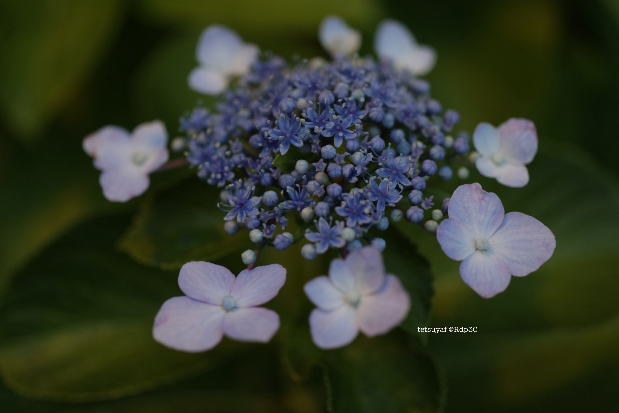 EOS M6で撮る7月17日の紫陽花