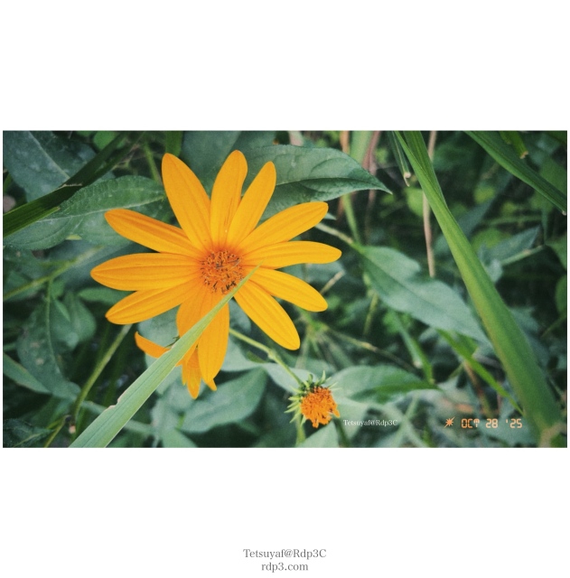 オレンジ色の花なんていう名前だっけ？